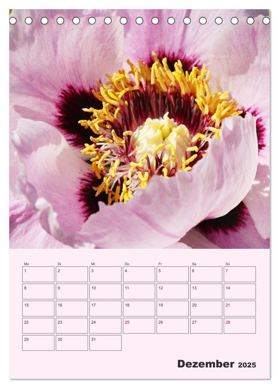 Bild: 9783435970964 | Pfingstrosen Rosen ohne Dornen (Tischkalender 2025 DIN A5 hoch),...