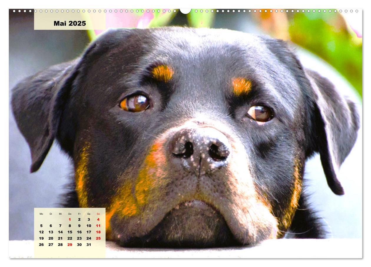 Bild: 9783383947841 | Mein Rottweiler. Nervenstarker Gebrauchs- und Begleithund...