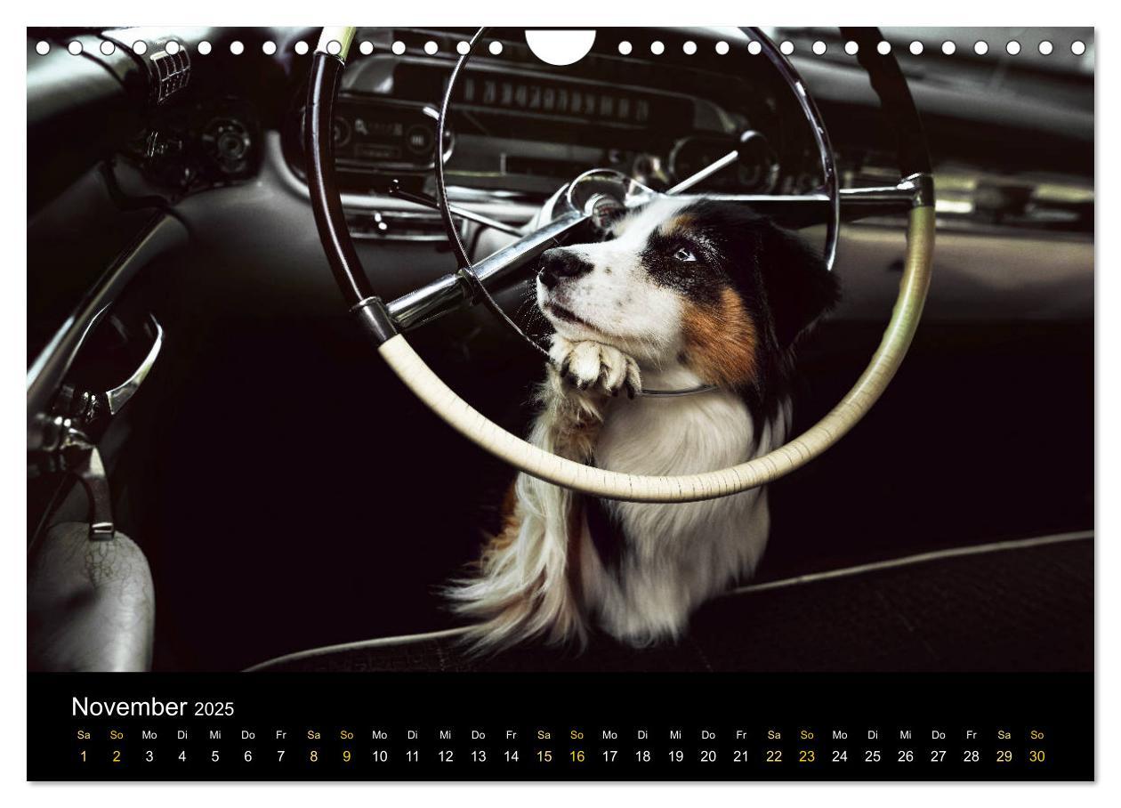 Bild: 9783435233502 | Australian Shepherd - Vielfalt in einer Rasse (Wandkalender 2025...