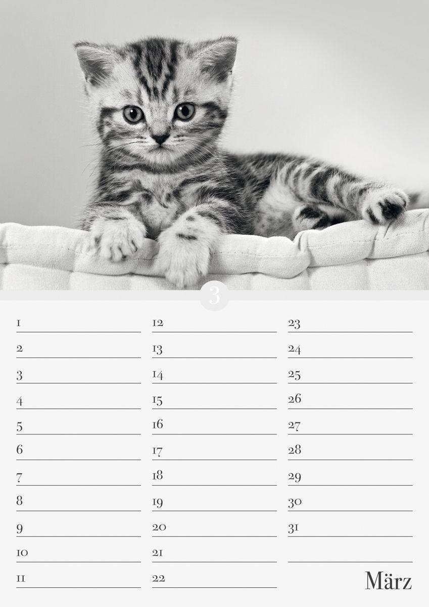 Bild: 9783840737169 | Geburtstagskalender Katzenwelt immerwährend | ALPHA EDITION | Kalender