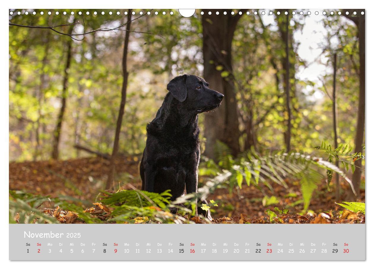 Bild: 9783435532025 | Liebenswerter Labrador 2025 (Wandkalender 2025 DIN A3 quer),...