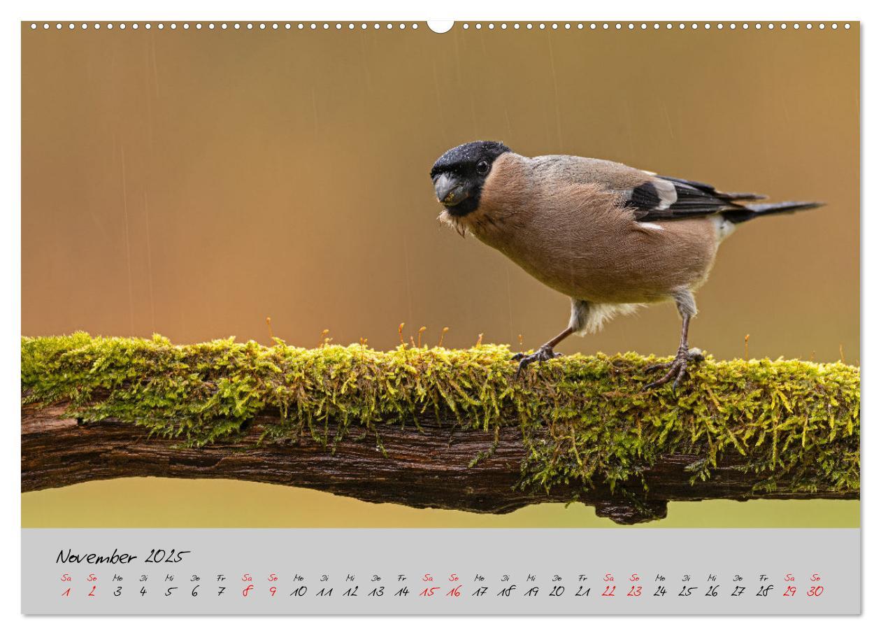 Bild: 9783435059508 | Bunte Vögel am Futterplatz (hochwertiger Premium Wandkalender 2025...