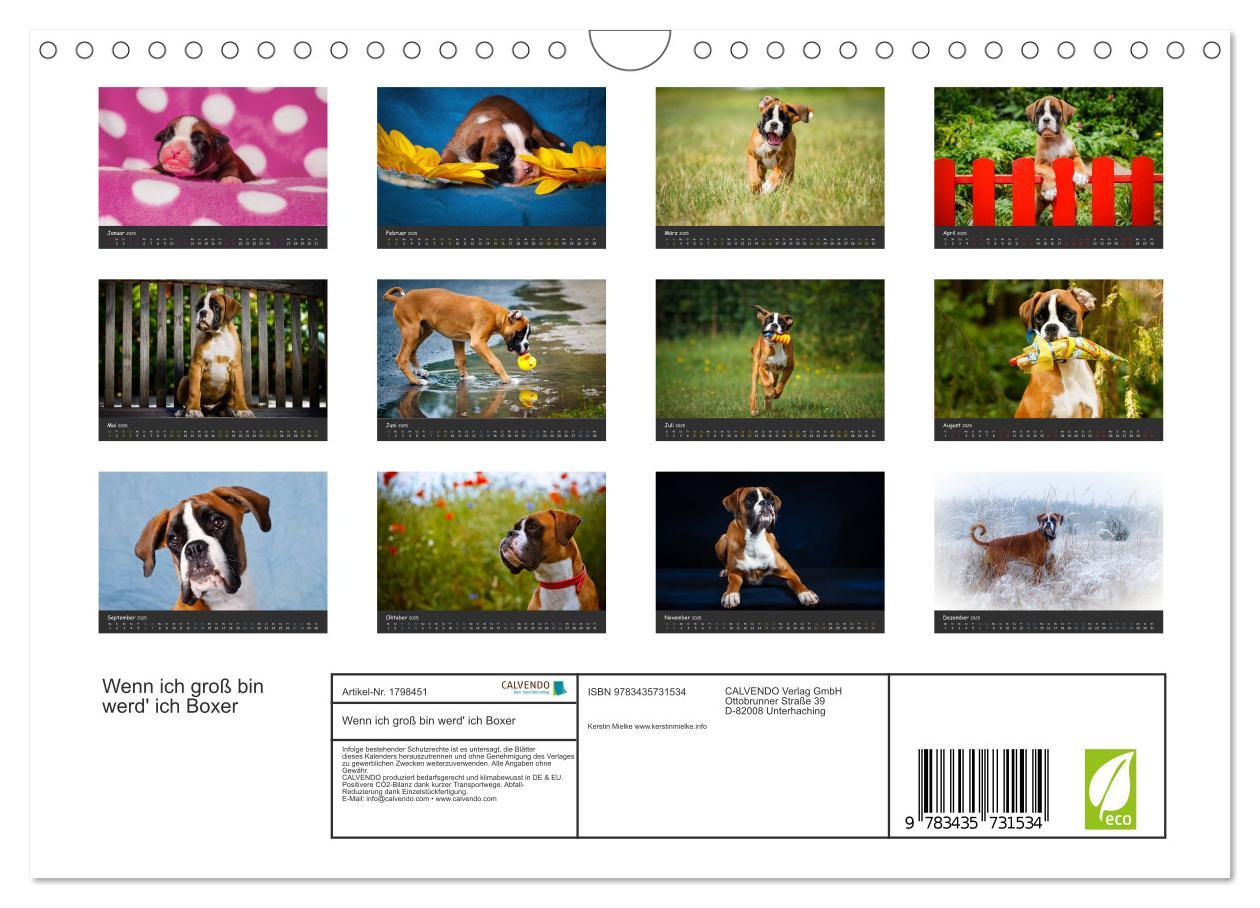 Bild: 9783435731534 | Wenn ich groß bin werd' ich Boxer (Wandkalender 2025 DIN A4 quer),...