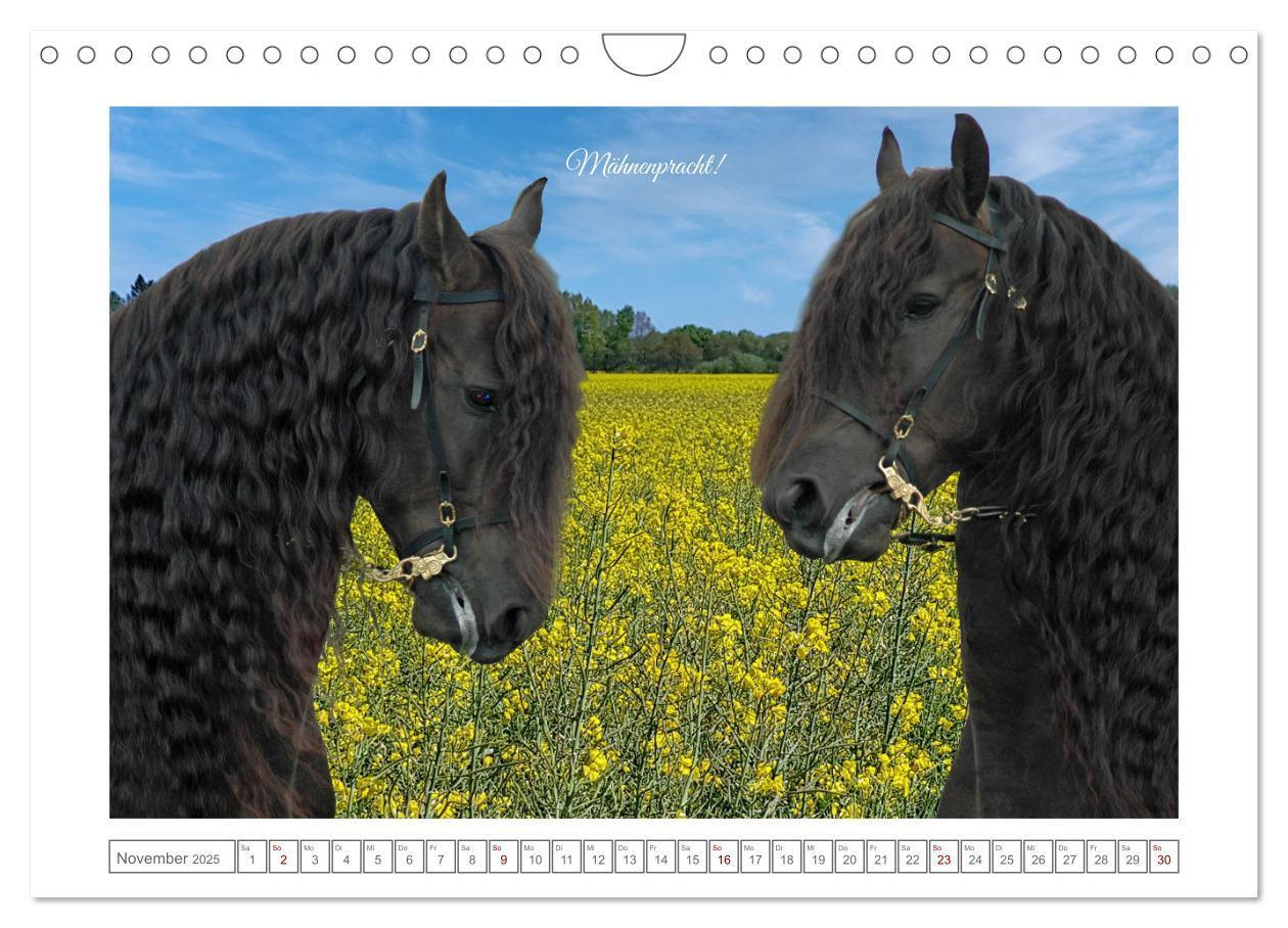 Bild: 9783383869808 | Friesen - elegant und kraftvoll (Wandkalender 2025 DIN A4 quer),...