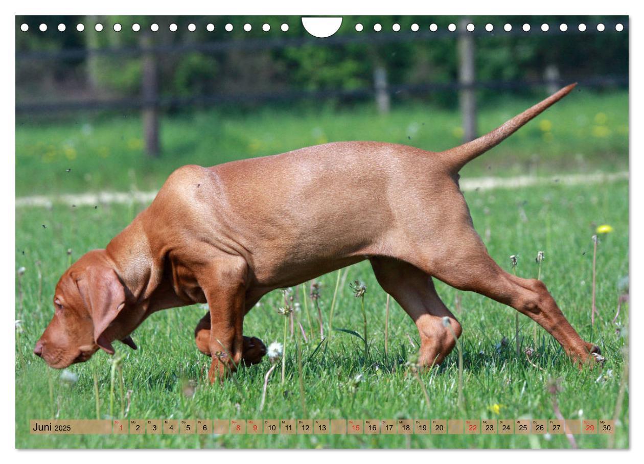 Bild: 9783435794867 | Magyar Vizsla - Vielseitiger Jagdhund mit Familienanschluss...