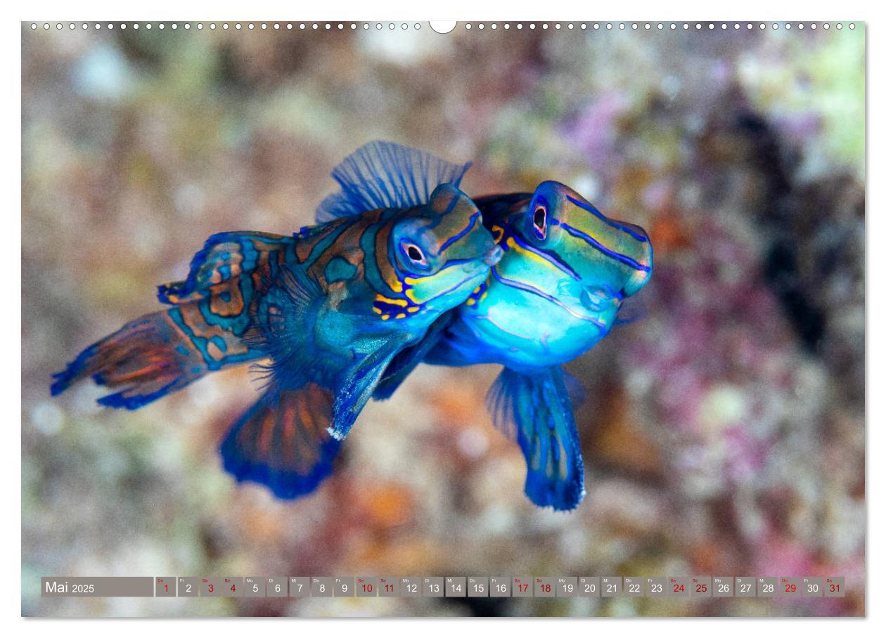 Bild: 9783435398256 | Tauchen, Fische und Meer (hochwertiger Premium Wandkalender 2025...