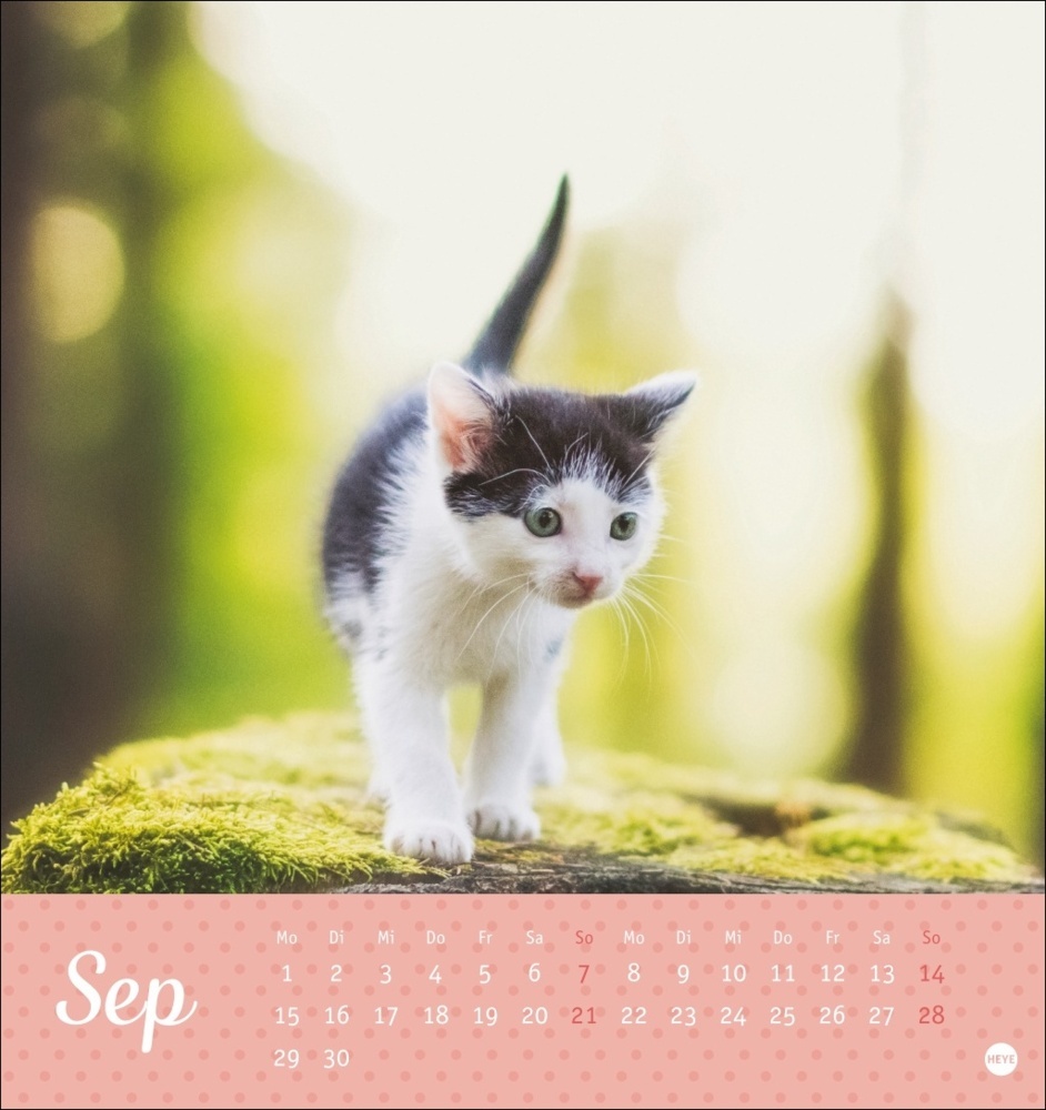 Bild: 9783756407026 | Katzen Postkartenkalender Kleine Tiger 2025 | Kalender | Spiralbindung