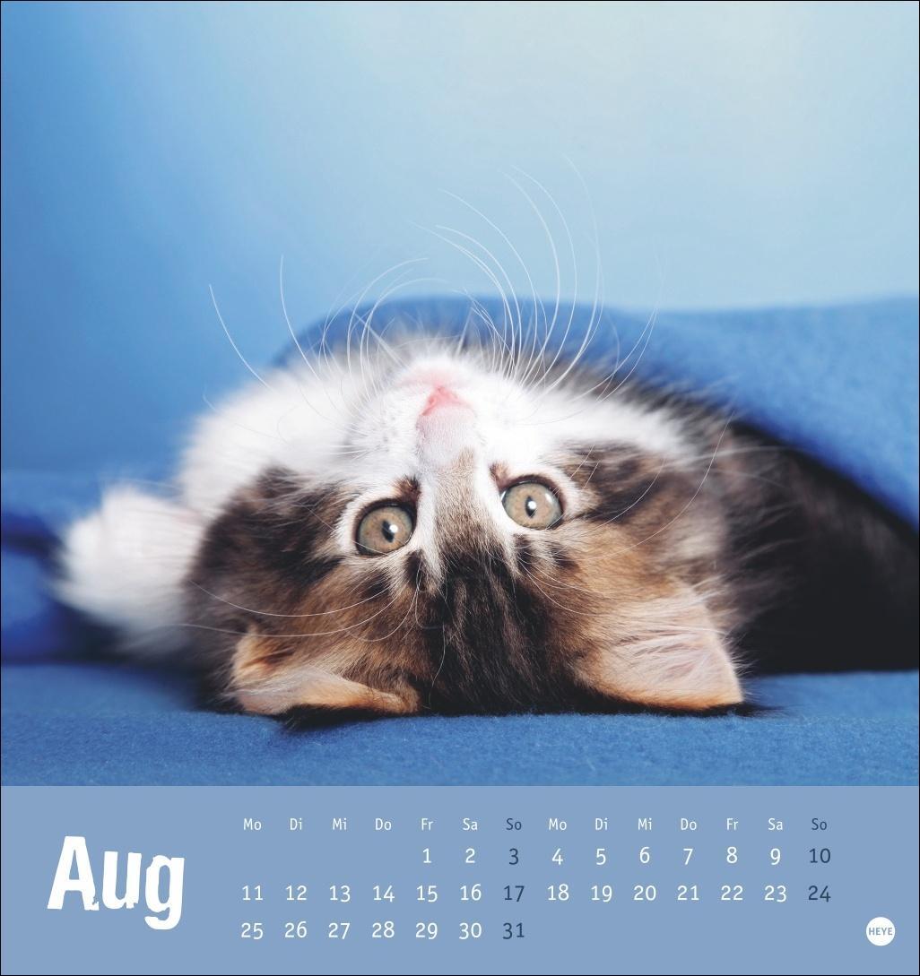 Bild: 9783756407088 | Tierisch entspannte Katzen Postkartenkalender 2025 | Heye | Kalender