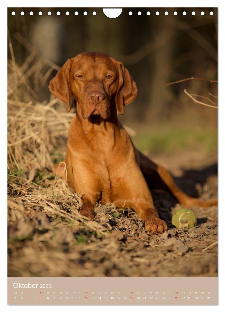 Bild: 9783457016176 | Magyar Vizsla im Portrait (Wandkalender 2025 DIN A4 hoch), CALVENDO...