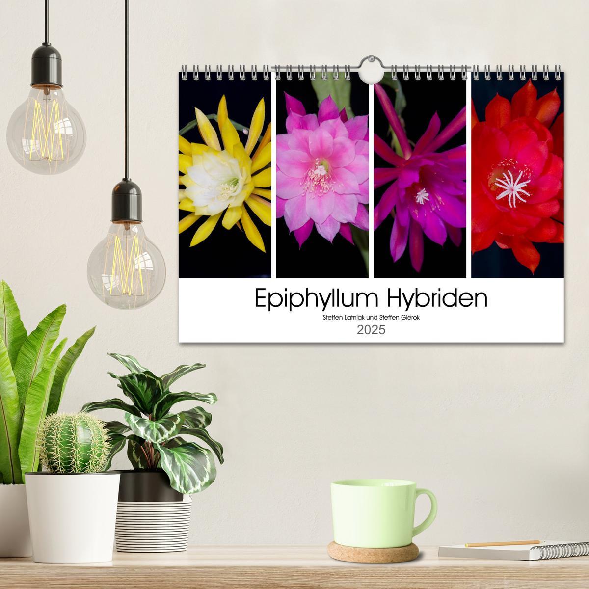 Bild: 9783435637171 | Epiphyllum-Hybriden (Wandkalender 2025 DIN A4 quer), CALVENDO...