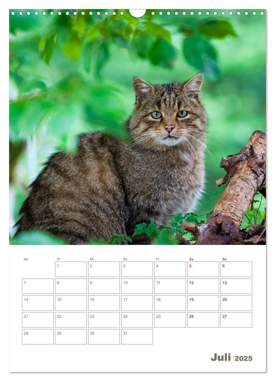 Bild: 9783435982882 | Europäische Wildkatzen - Jahresplaner (Wandkalender 2025 DIN A3...