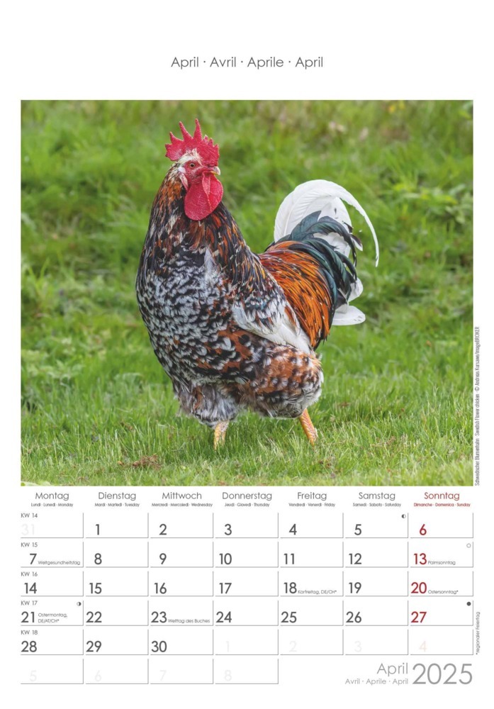 Bild: 4251732344351 | Alpha Edition - Hühner 2025 Bildkalender, 23,7x34cm, Kalender mit...