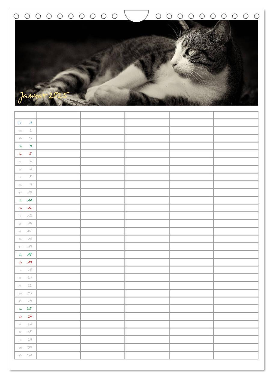 Bild: 9783457088166 | Miezekatzen Planungskalender (Wandkalender 2025 DIN A4 hoch),...