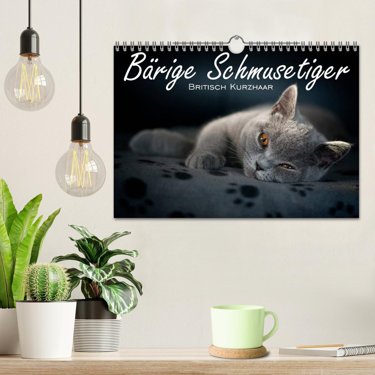 Bild: 9783435763337 | Bärige Schmusetiger - Britisch Kurzhaar (Wandkalender 2025 DIN A4...