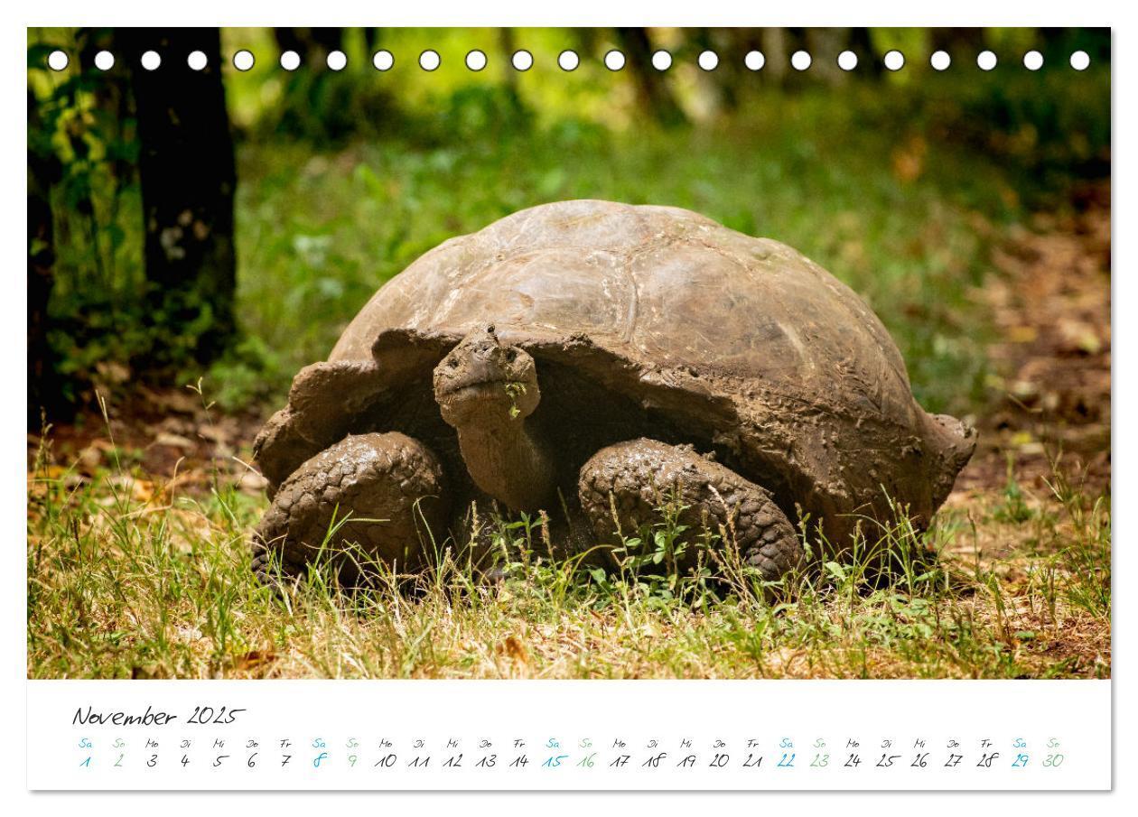 Bild: 9783383883361 | Die Riesenschildkröten der Galapagos Inseln (Tischkalender 2025 DIN...