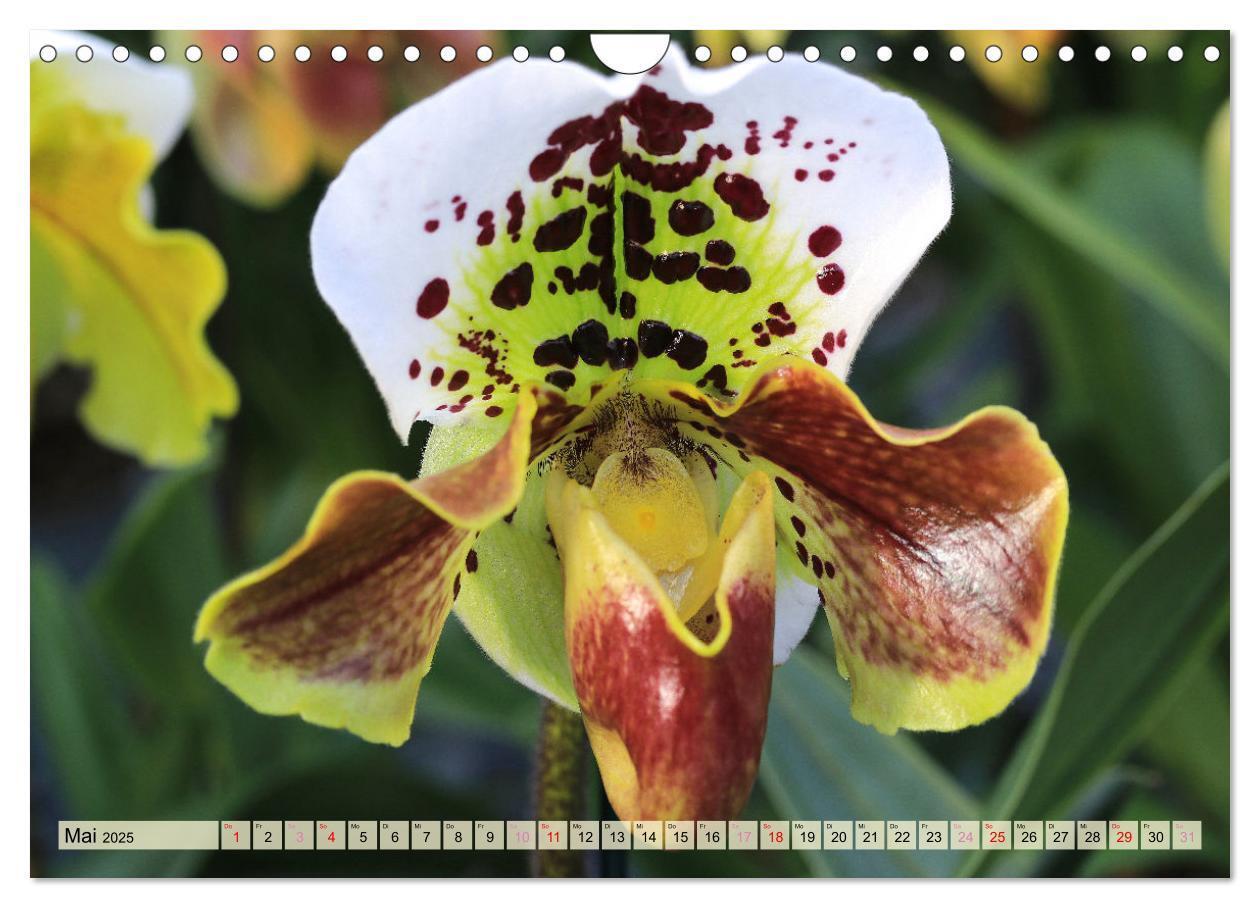 Bild: 9783383765049 | Beliebte Orchideen (Wandkalender 2025 DIN A4 quer), CALVENDO...