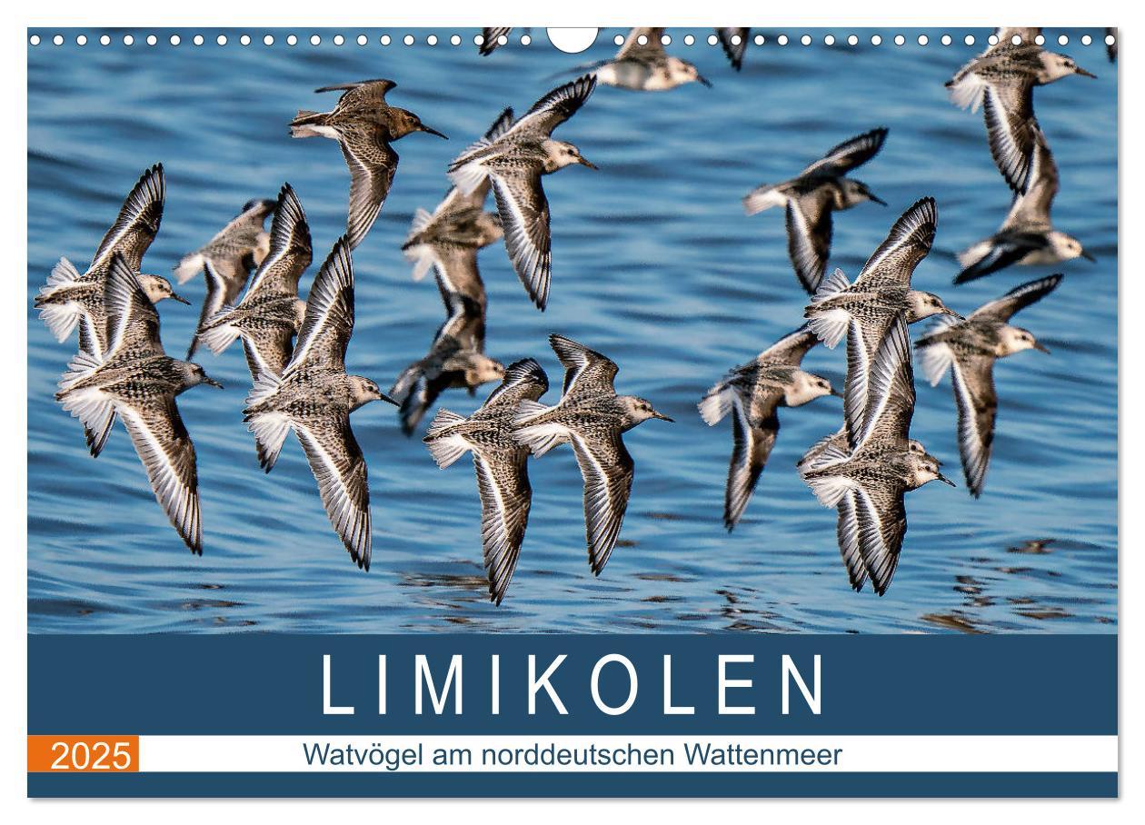 Cover: 9783435118410 | Limikolen - Watvögel am norddeutschen Wattenmeer (Wandkalender 2025...