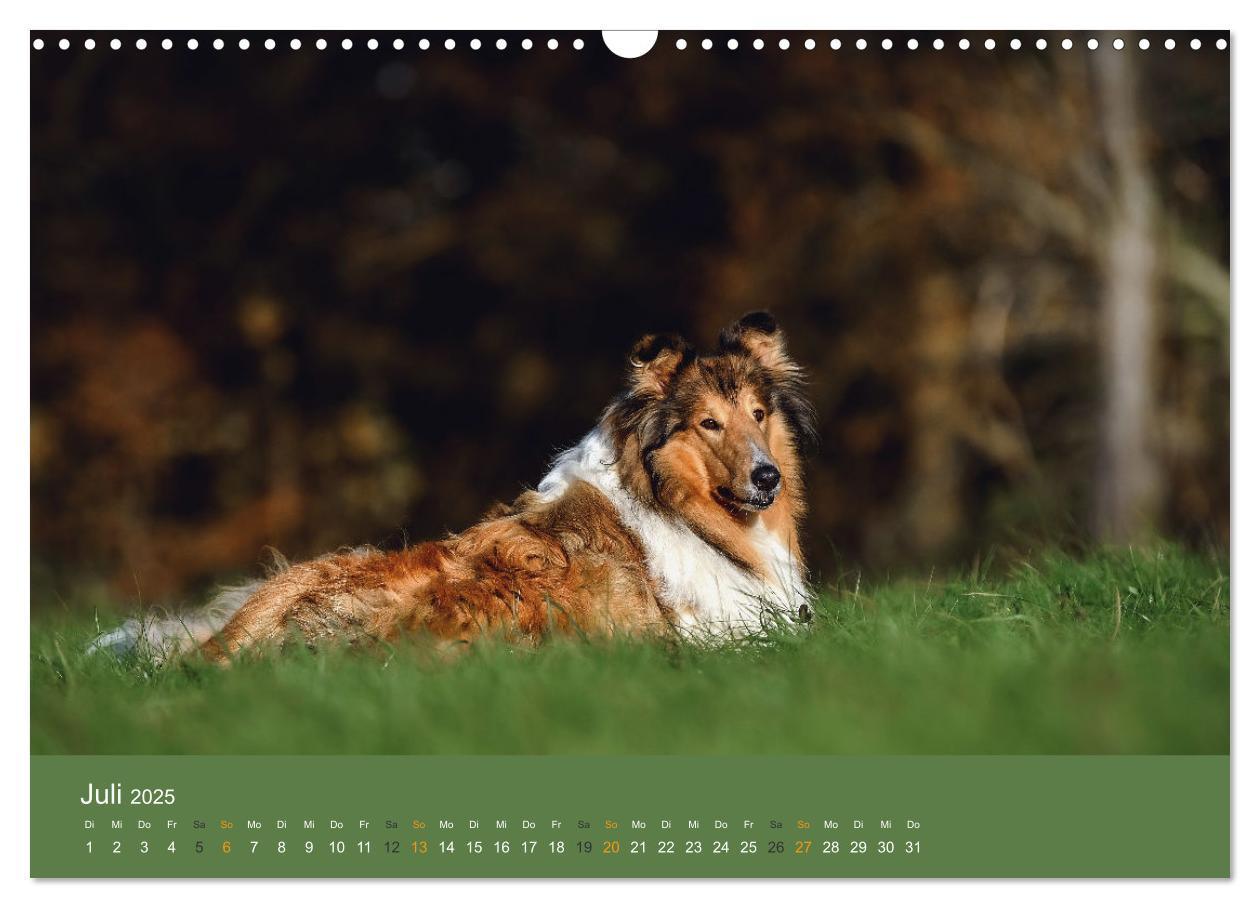 Bild: 9783435018598 | Der Collie der beste Hund der Welt (Wandkalender 2025 DIN A3 quer),...