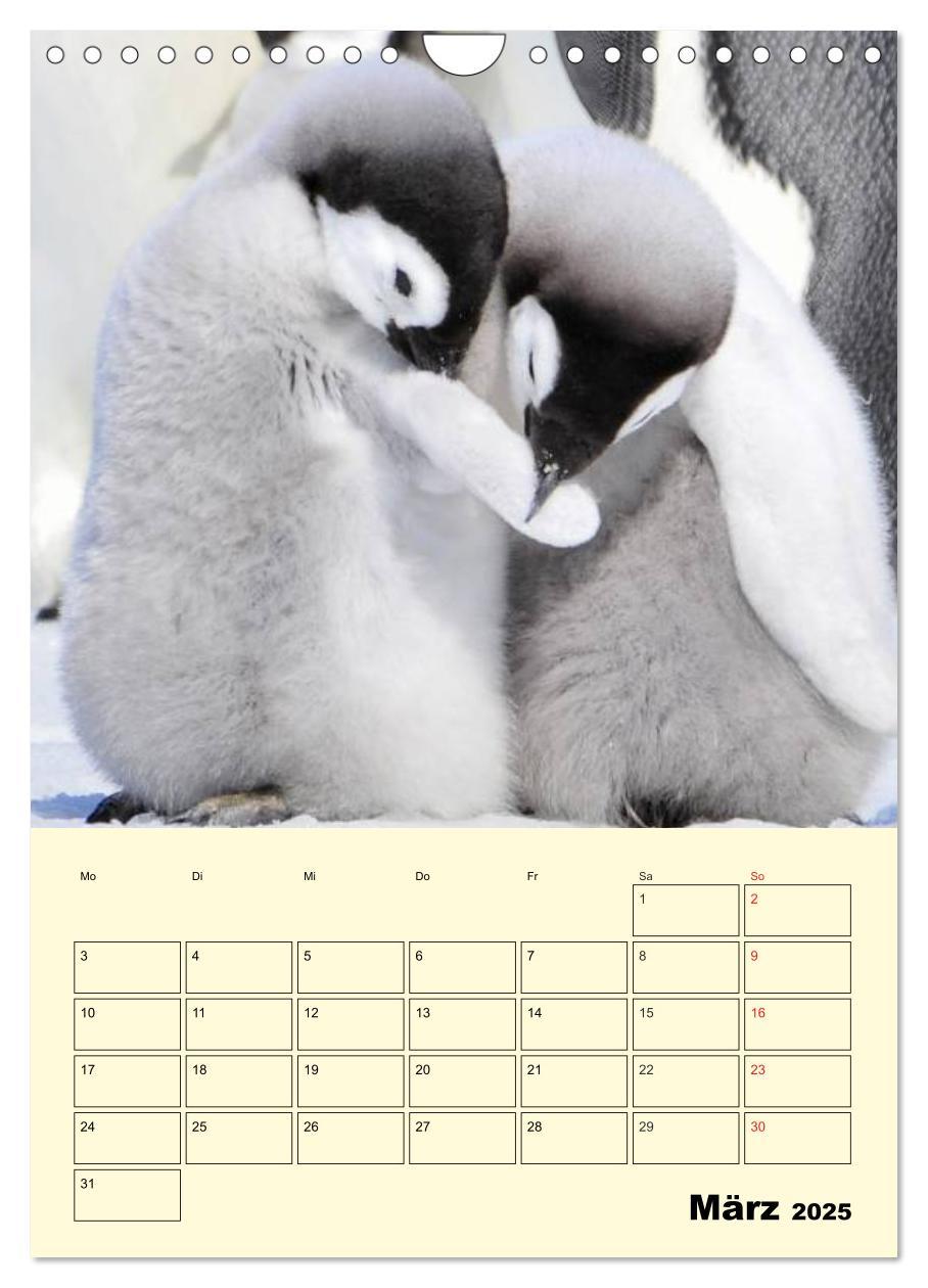 Bild: 9783457018637 | Pinguine. Wackeln im Thermo-Frack (Wandkalender 2025 DIN A4 hoch),...