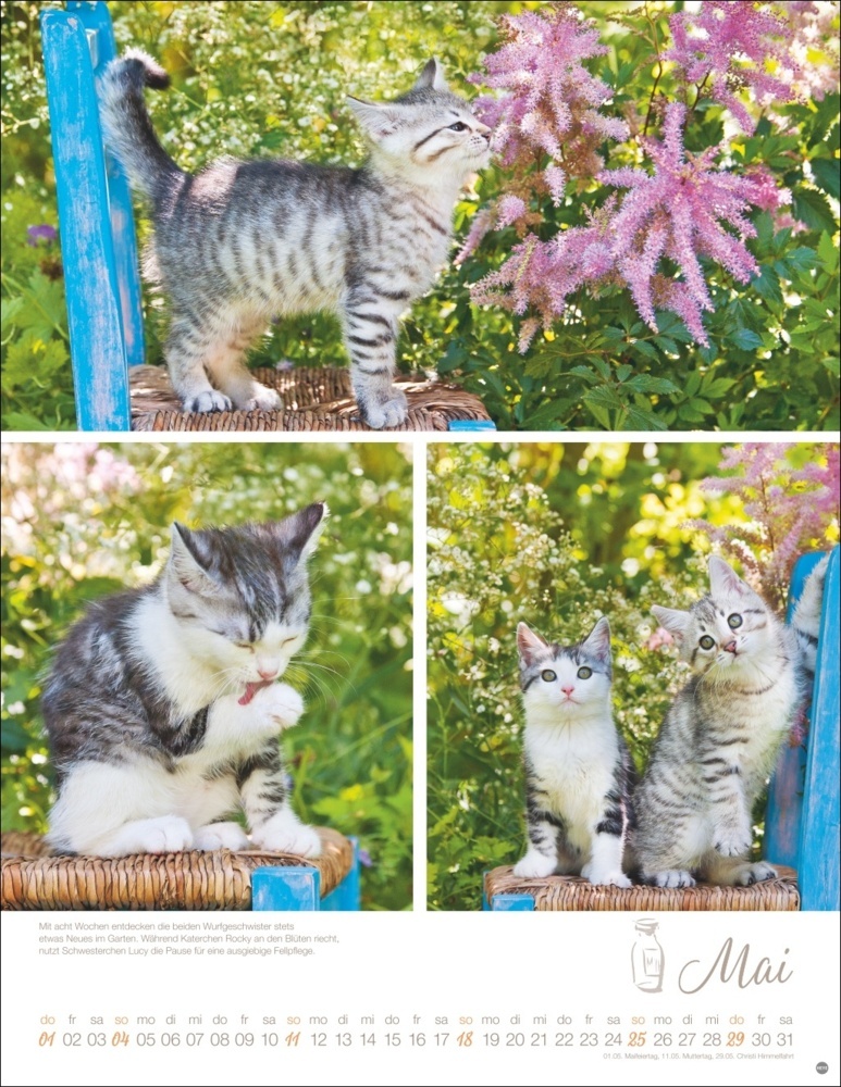 Bild: 9783756405305 | Katzenkinder Posterkalender 2025 | Monika Wegler | Kalender | 14 S.