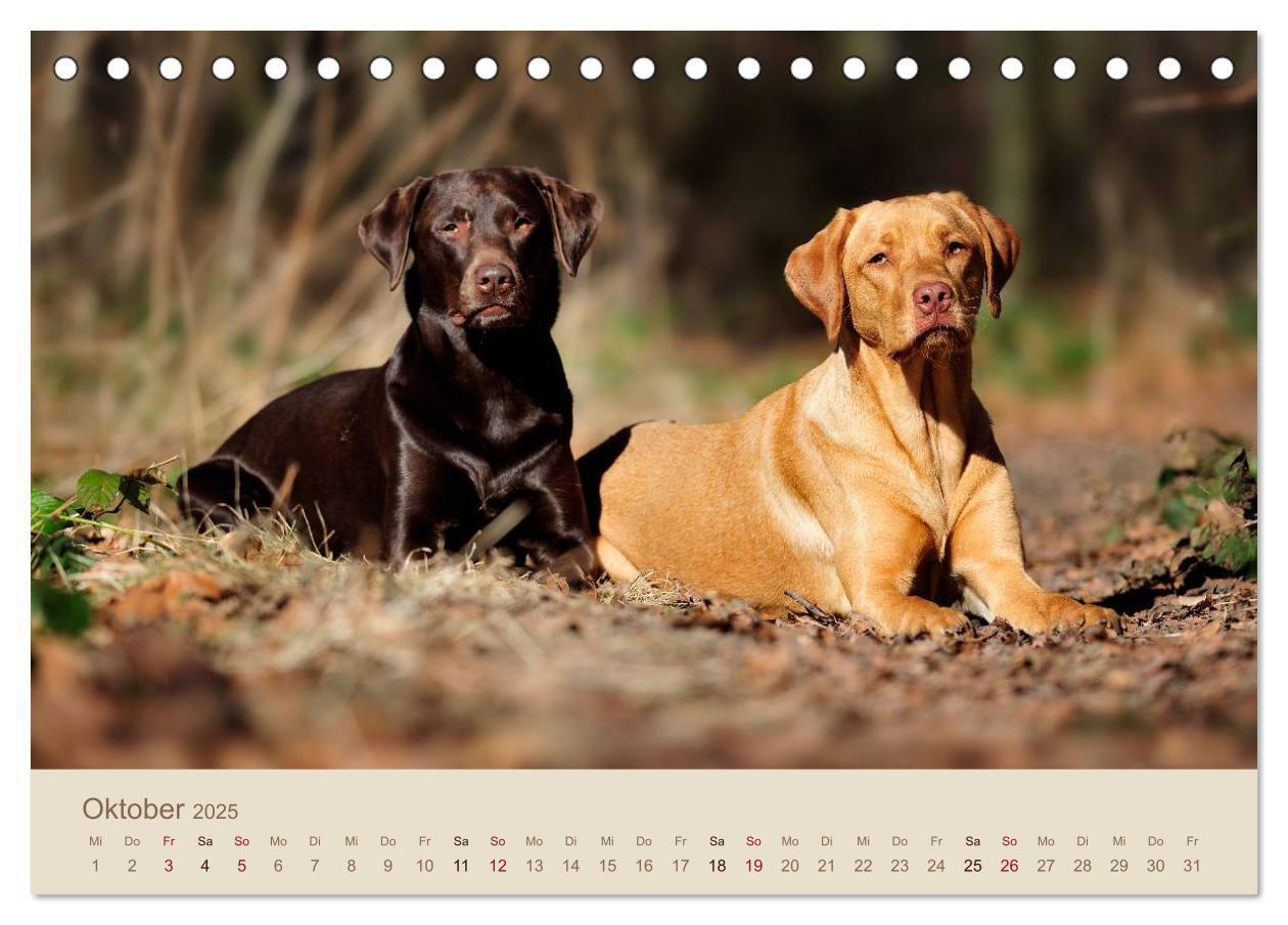 Bild: 9783435723805 | Labrador Retriever (Tischkalender 2025 DIN A5 quer), CALVENDO...