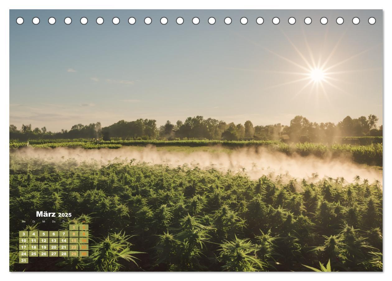 Bild: 9783383807282 | Wunderschöne Cannabisfelder (Tischkalender 2025 DIN A5 quer),...