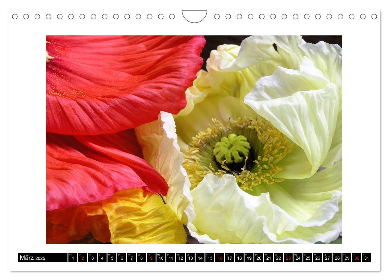 Bild: 9783435617517 | Mohn im Porträt (Wandkalender 2025 DIN A4 quer), CALVENDO...