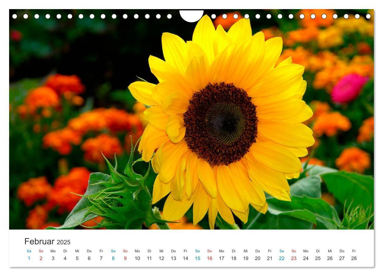 Bild: 9783435788514 | Sonnenblumen 2025 (Wandkalender 2025 DIN A4 quer), CALVENDO...