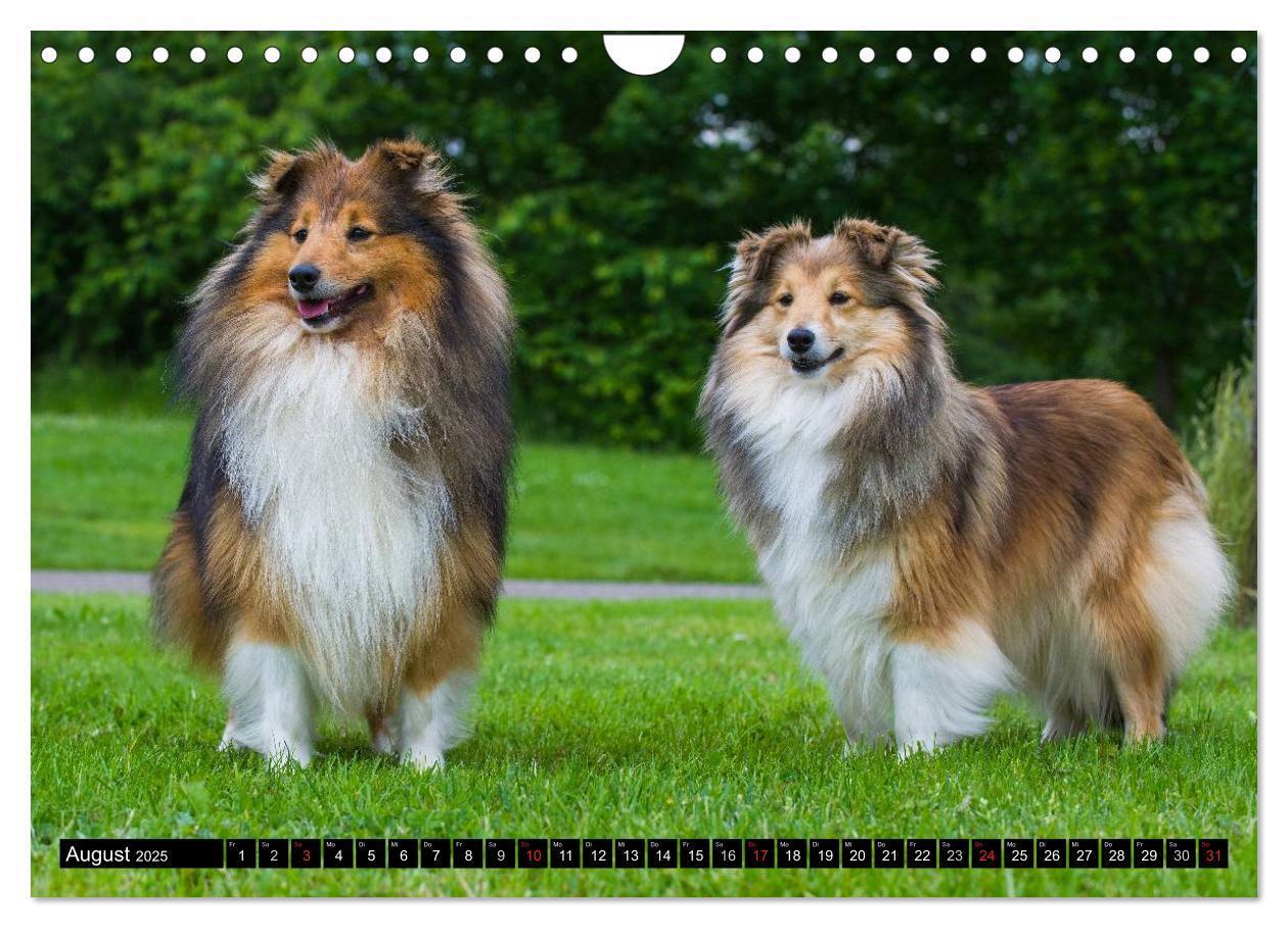 Bild: 9783435569878 | Traumhund Sheltie (Wandkalender 2025 DIN A4 quer), CALVENDO...