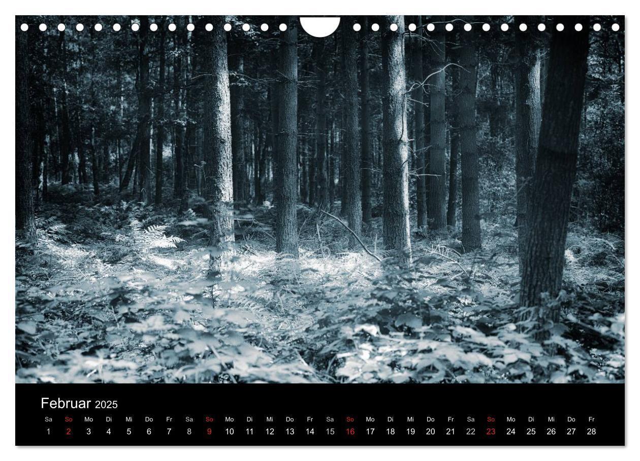 Bild: 9783435501502 | Mystische Wälder (Wandkalender 2025 DIN A4 quer), CALVENDO...