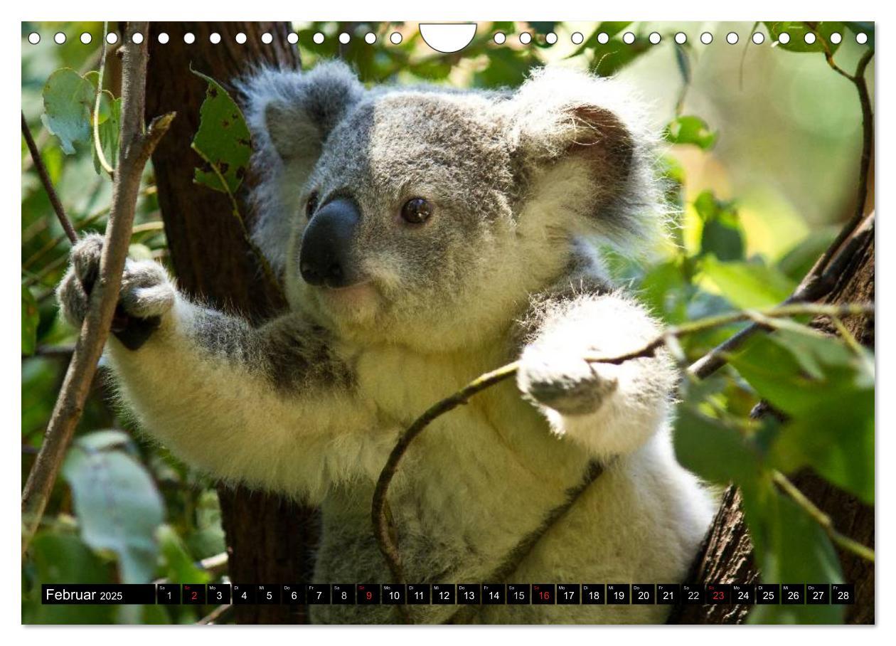 Bild: 9783435740550 | Australiens Tierwelt (Wandkalender 2025 DIN A4 quer), CALVENDO...