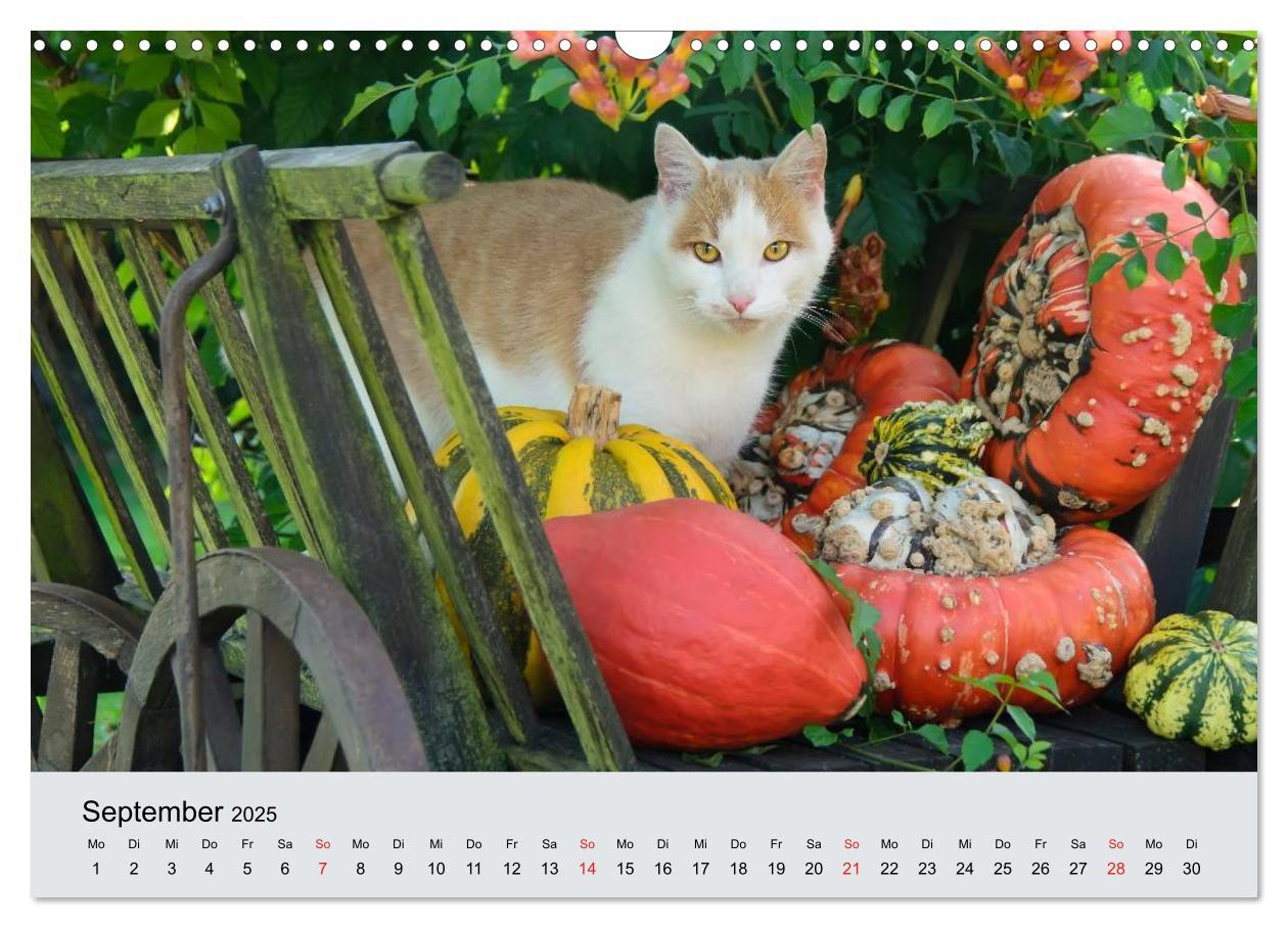 Bild: 9783435823284 | Katzen im Garten (Wandkalender 2025 DIN A3 quer), CALVENDO...