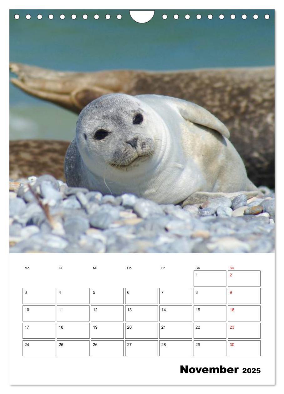 Bild: 9783457010945 | Liebenswerte Robben (Wandkalender 2025 DIN A4 hoch), CALVENDO...