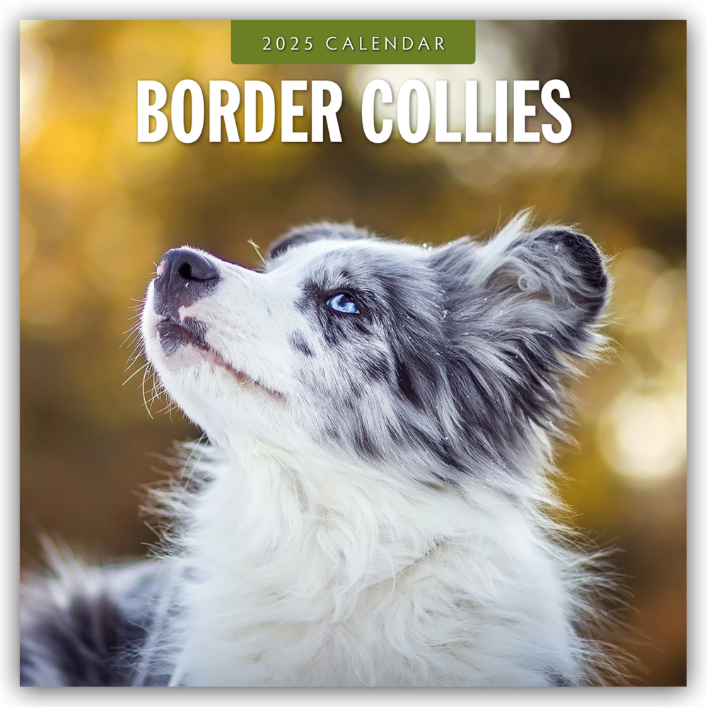 Cover: 9781804424339 | Border Collies - Border Collie 2025 - 16-Monatskalender | Robin Red