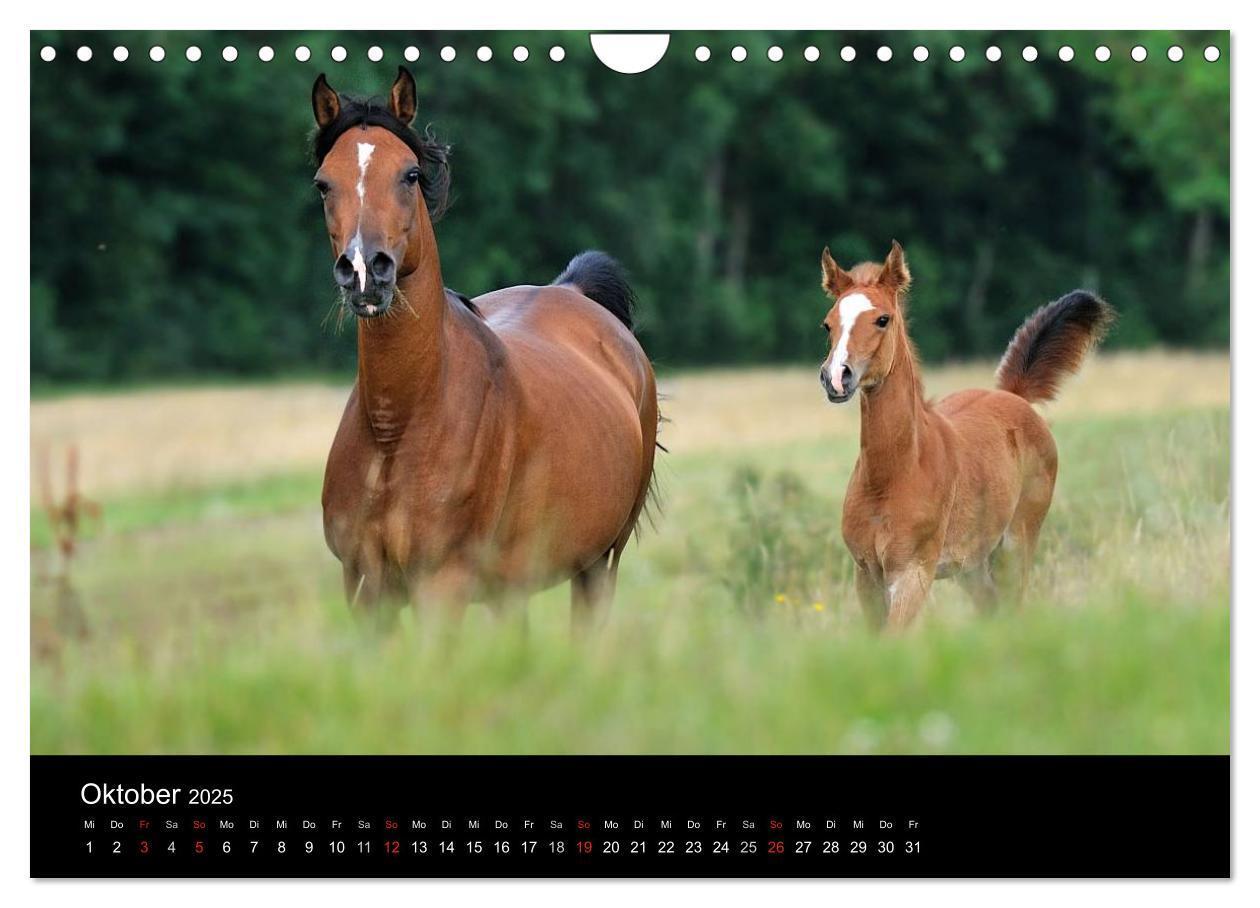 Bild: 9783435833429 | Pferdekalender (Wandkalender 2025 DIN A4 quer), CALVENDO...