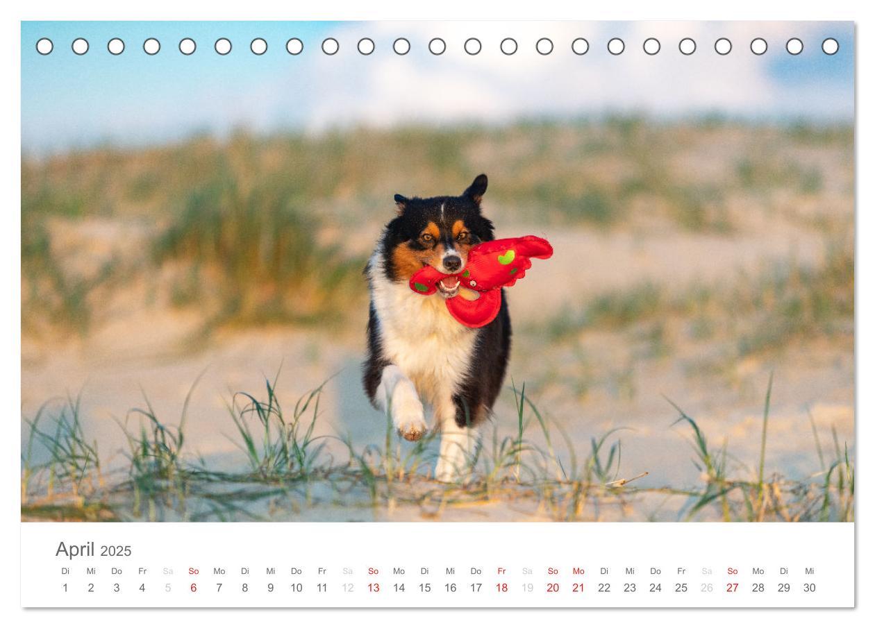 Bild: 9783435671762 | Australian Shepherd 2025 (Tischkalender 2025 DIN A5 quer), CALVENDO...