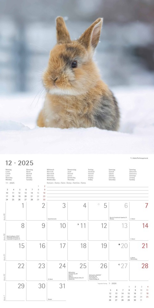 Bild: 4251732340766 | Alpha Edition - Kaninchen 2025 Broschürenkalender, 30x30cm,...