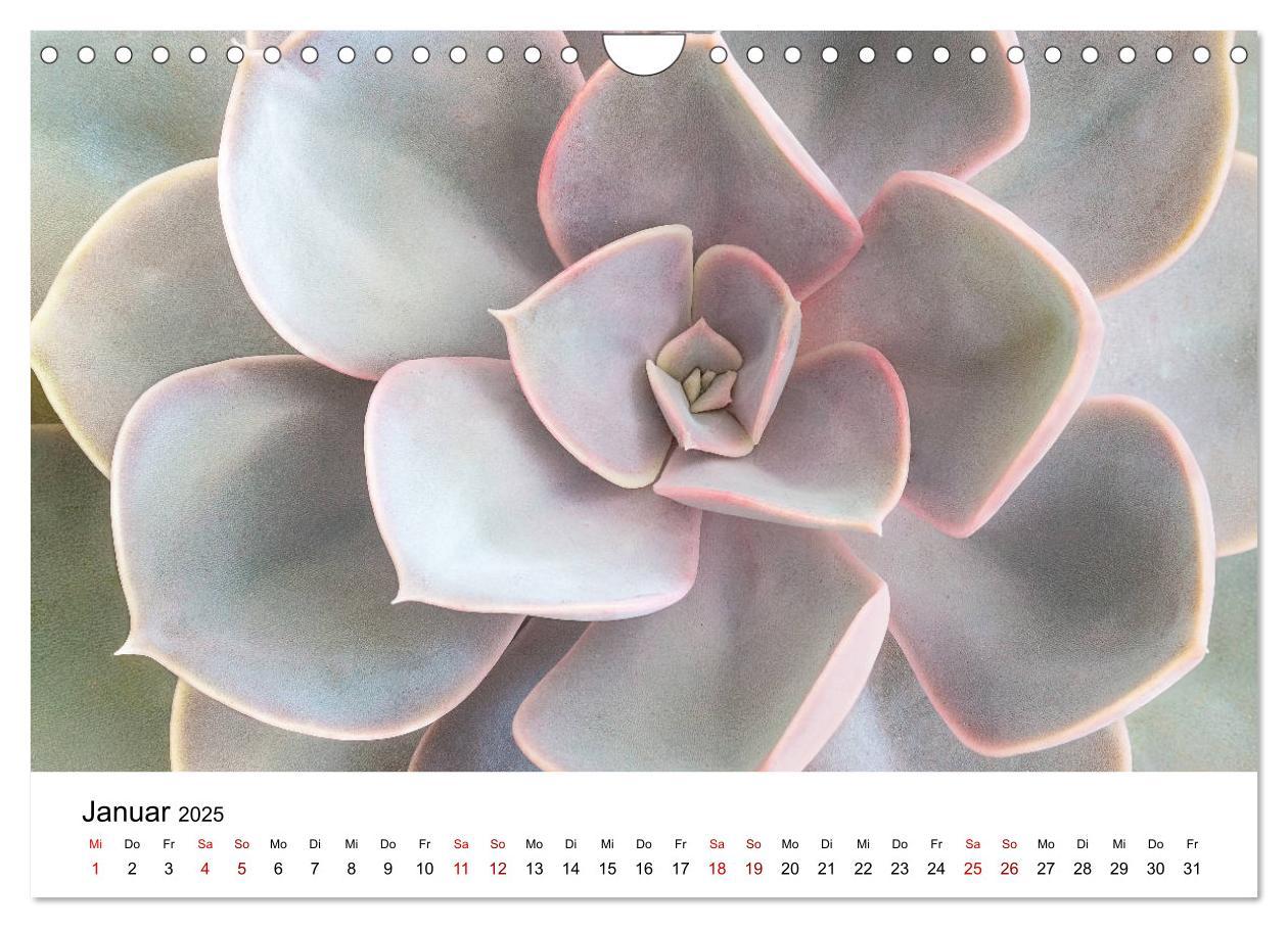 Bild: 9783435292066 | Sukkulenten Galerie (Wandkalender 2025 DIN A4 quer), CALVENDO...