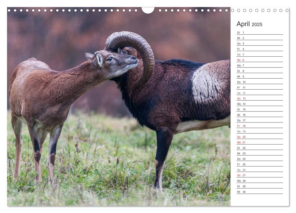 Bild: 9783435544042 | Emotionale Momente: Muffelwild. (Wandkalender 2025 DIN A3 quer),...