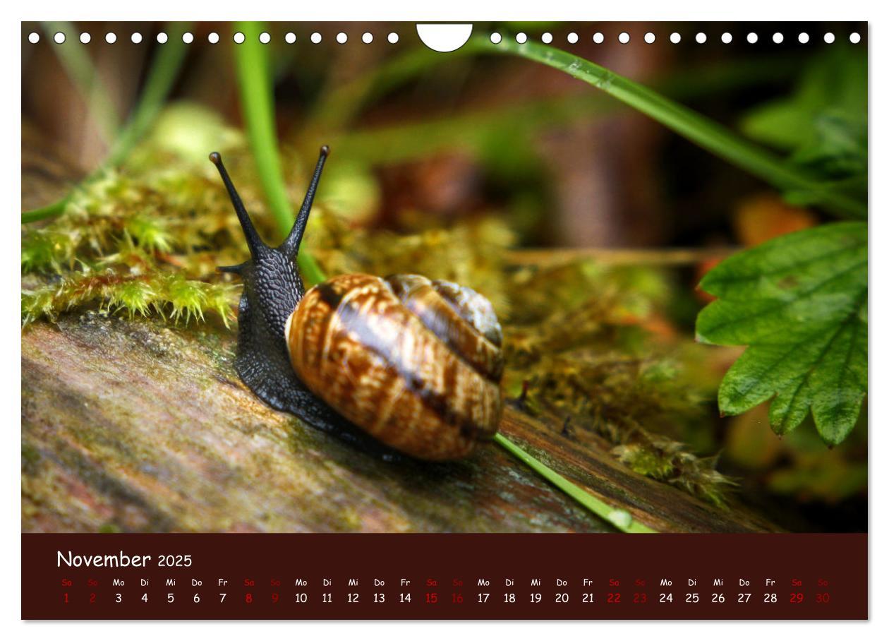 Bild: 9783435089192 | Insekten - Kleine Wunder (Wandkalender 2025 DIN A4 quer), CALVENDO...