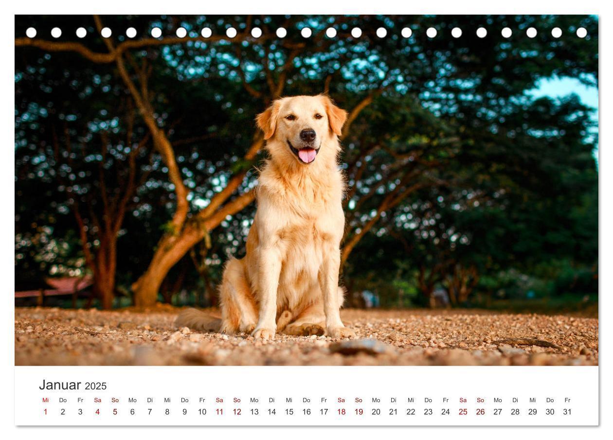 Bild: 9783383941504 | Golden Retriever - Die treuen Begleiter. (Tischkalender 2025 DIN A5...