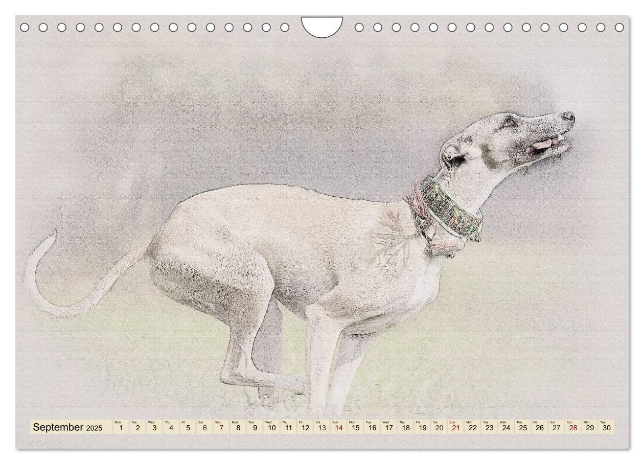 Bild: 9781325992690 | Whippets 2025 (Wall Calendar 2025 DIN A4 landscape), CALVENDO 12...