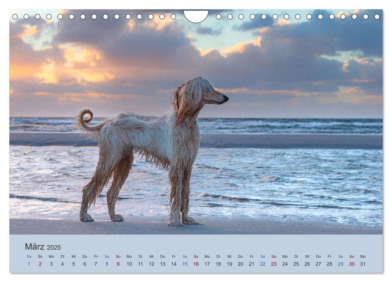 Bild: 9783435413706 | AFGHANISCHE WINDHUNDE 2025 (Wandkalender 2025 DIN A4 quer),...