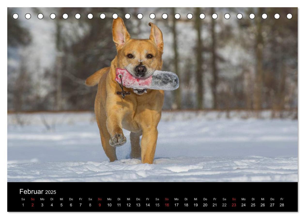 Bild: 9783435760510 | Labrador Retriever 2025 (Tischkalender 2025 DIN A5 quer), CALVENDO...