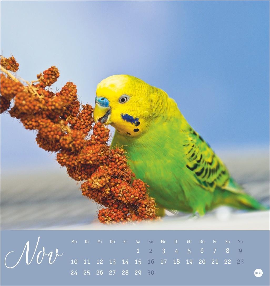 Bild: 9783756407095 | Freche Wellensittiche Postkartenkalender 2025 | Kalender | 13 S.