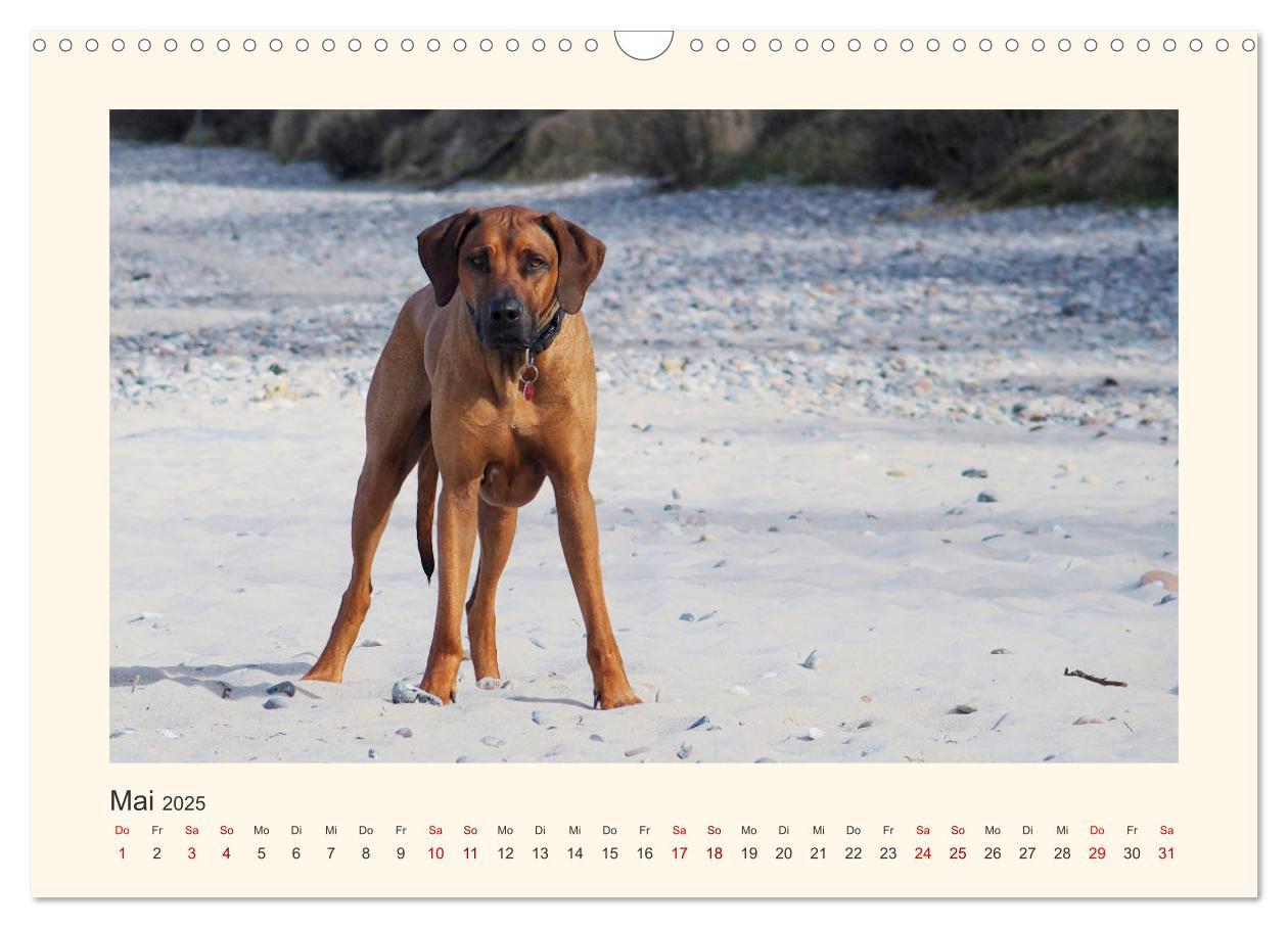 Bild: 9783435353132 | Rhodesian Ridgeback Power aus Südafrika (Wandkalender 2025 DIN A3...