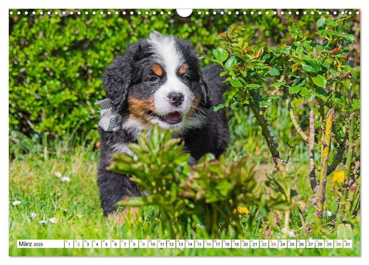 Bild: 9783435215331 | Kleine Herzen auf 4 Pfoten - Berner Sennenhunde (Wandkalender 2025...