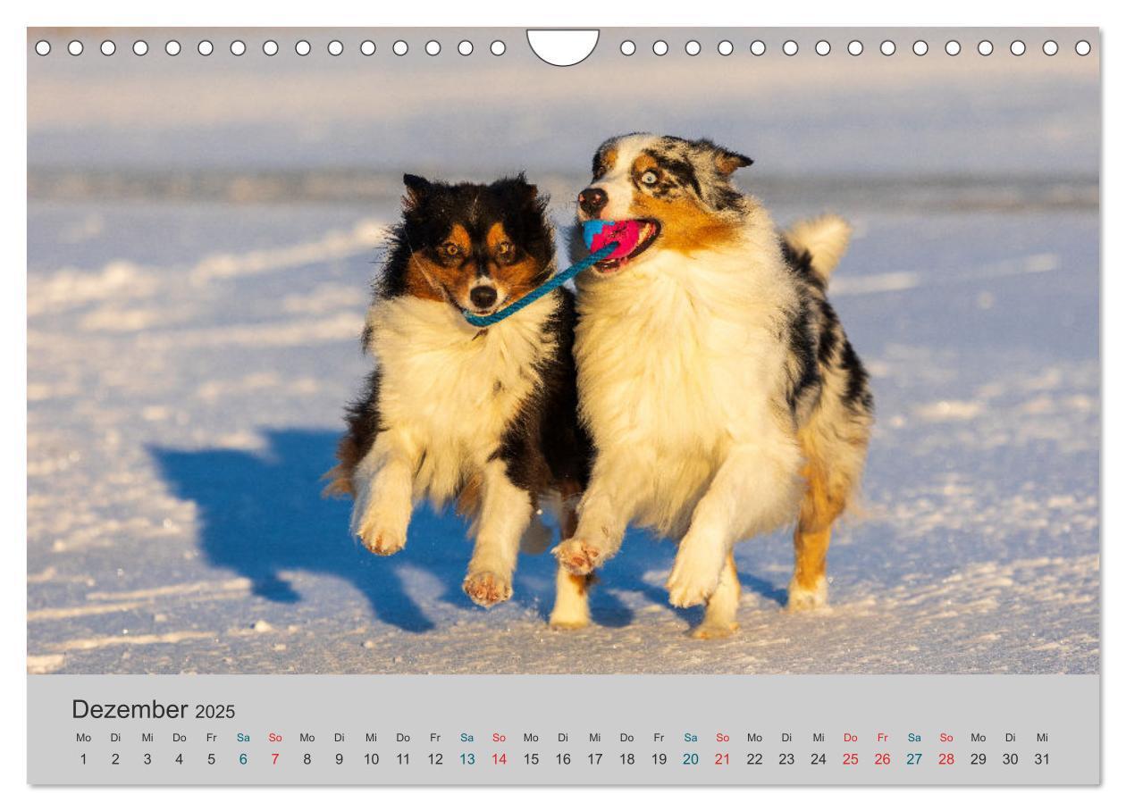 Bild: 9783435762880 | Mit Aussies unterwegs - Die bunte Welt der Australian Shepherds...