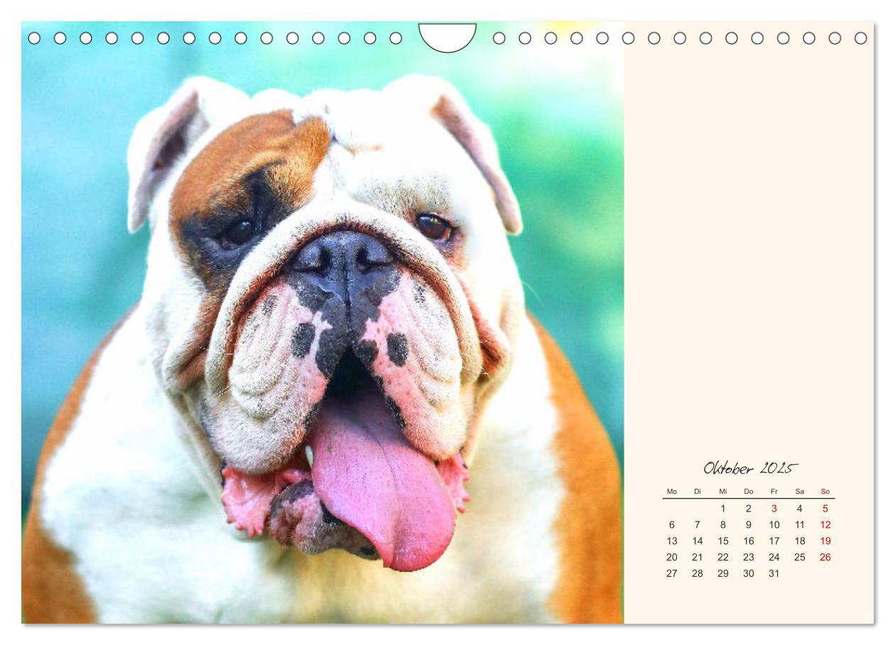 Bild: 9783435067367 | Dicke Freunde. Englische Bulldoggen (Wandkalender 2025 DIN A4...