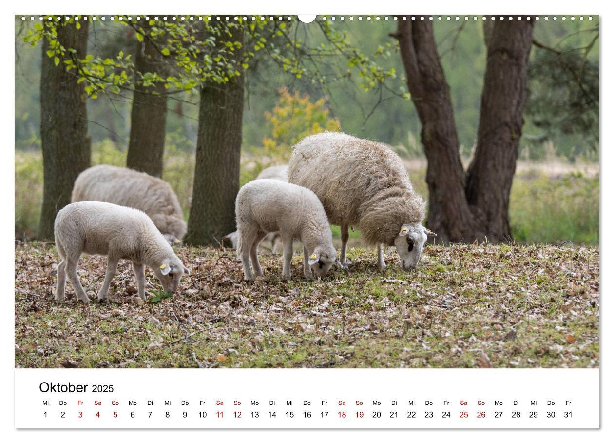 Bild: 9783435348459 | Alte Nutztierrassen 2025 (hochwertiger Premium Wandkalender 2025...